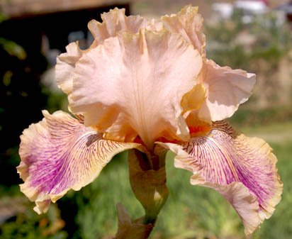 Peach Royale - tall bearded Iris