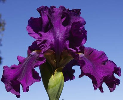 Purple Pirouette - tall bearded Iris