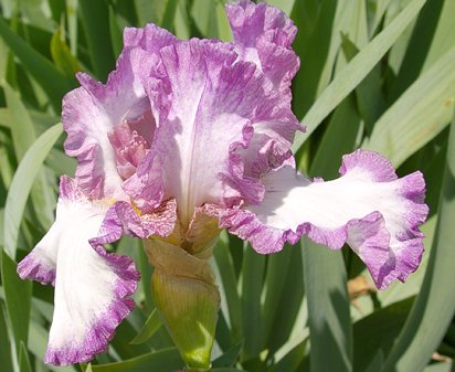 Rain Man - fragrant tall bearded Iris