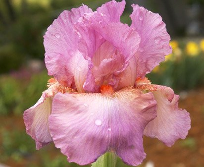 Reiterate - reblooming tall bearded Iris