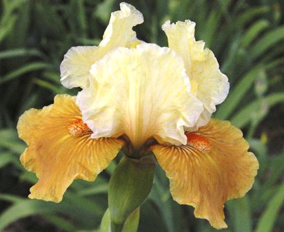 Romp - Intermediate bearded Iris