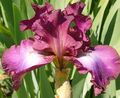 Rosette Wine - tall bearded Iris