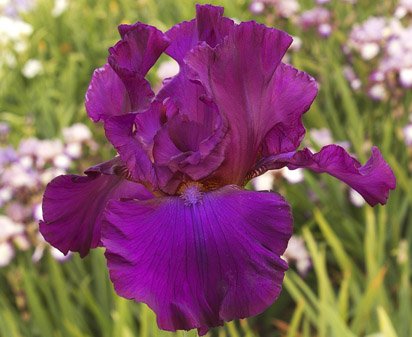Royal Kingdom | Tall bearded Iris - Nola's Iris Gardens