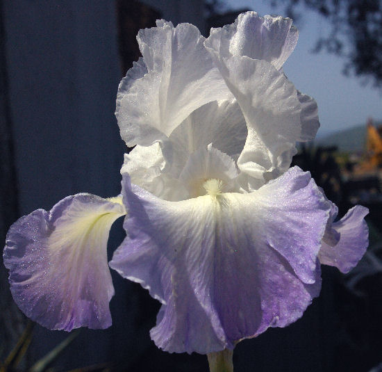 Ruffled Ballet - tall bearded Iris