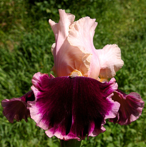 Skirting the Issue - tall bearded Iris