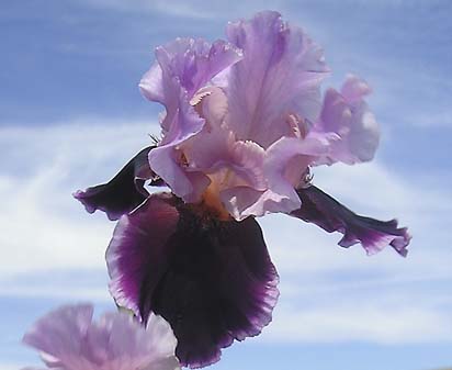 So Fine - fragrant reblooming tall bearded Iris