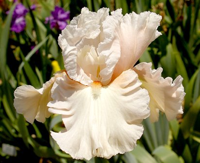 Society Page - tall bearded Iris