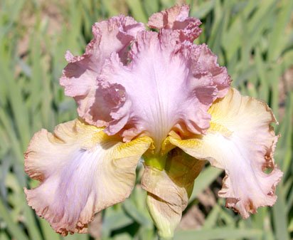 Stare Stealer - tall bearded Iris