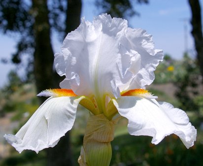 Steffie Ann - tall bearded Iris