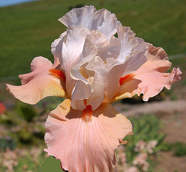 Struck Twice - fragrant reblooming tall bearded Iris