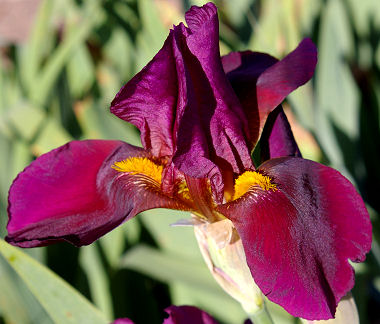 The Red Douglas - tall bearded Iris