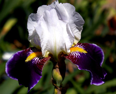 Wabash - tall bearded Iris