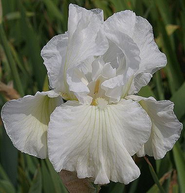 Winter Olympics - tall bearded Iris