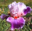 Bashful Ballerina - tall bearded Iris