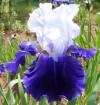 Bob Annand - Tall bearded Iris