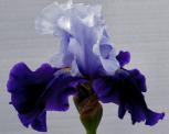 Bob Annand - tall bearded Iris