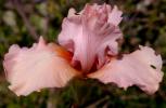 Cameo Blush - reblooming border bearded Iris