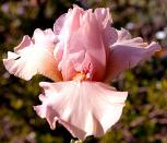 Cameo Blush - Reblooming border bearded Iris