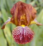 Candy Basket - fragrant MDB Miniature tall Bearded Iris