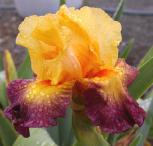 Dazzling Dreams - tall bearded Iris