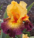 Dazzling Dreams - tall bearded Iris