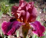 Dragon King - fragrant tall bearded Iris