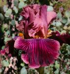 Dragon King - fragrant tall bearded Iris