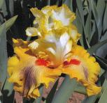 Go West - fragrant tall bearded Iris