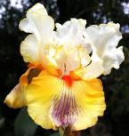 Go West - fragrant tall bearded Iris