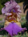 Gossett's Gamble - fragrant tall bearded Iris