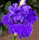 Lake Taneycomo | Tall bearded Iris - Nola's Iris Gardens