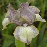 Line Dance - SDB Standard dwarf bearded Iris