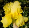 Luminosity - Reblooming fragrant tall bearded Iris