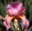 Mary Randall - tall bearded Iris