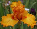 Molten Flame - fragrant tall bearded Iris