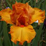 Molten Flame - fragrant tall bearded Iris