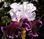 Ozark Jubilee - tall bearded Iris