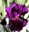 Sable Night - tall bearded Iris