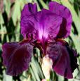 Sable Night - tall bearded Iris