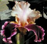 Skirting the Issue - tall bearded Iris