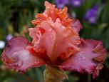 Splendid Spring - tall bearded Iris