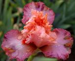 Splendid Spring - Tall bearded Iris