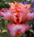 Splendid Spring - tall bearded Iris