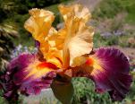 Easter Lace  Tall bearded Iris - Nola's Iris Gardens