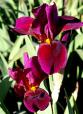 The Red Douglas - tall bearded Iris