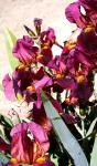 The Red Douglas - Tall bearded Iris