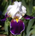 Wabash - tall bearded Iris