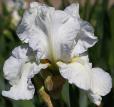 Winter Olympics - tall bearded Iris