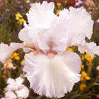 Day Dreaming - tall bearded Iris