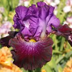 Smokin - tall bearded Iris
